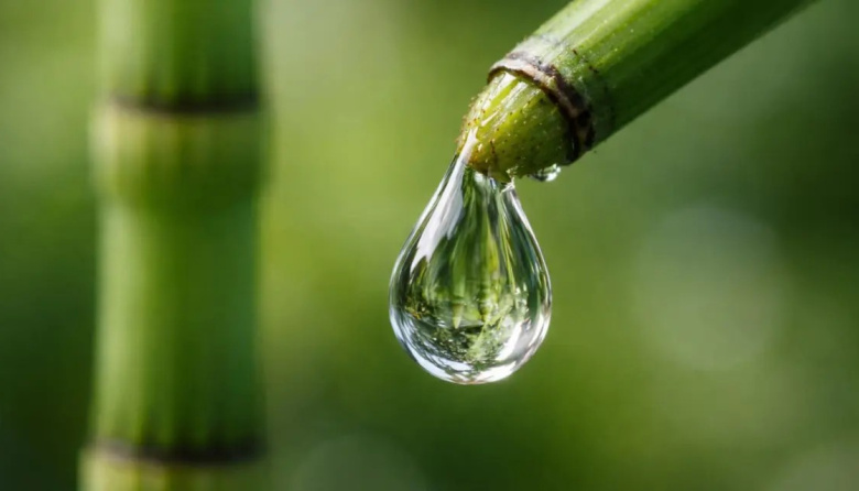 Planta de 400 millones de años produce agua con una composición casi alienígena en la Tierra, según nuevo hallazgo científico