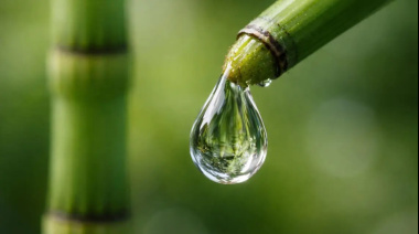 Planta de 400 millones de años produce agua con una composición casi alienígena en la Tierra, según nuevo hallazgo científico