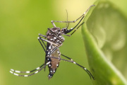 Leve aumento presentaron los casos de dengue esta semana