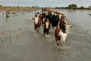 Inundaciones en la provincia: el campo en emergencia y reclamos por medidas urgentes